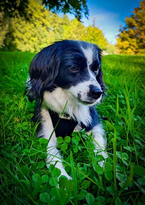 Hundeauslaufgebiet-Hundezentrum Lapki-Bild