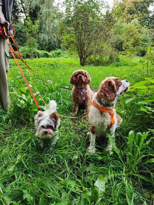 Hundeauslaufgebiet-Hundezentrum Lapki-Bild