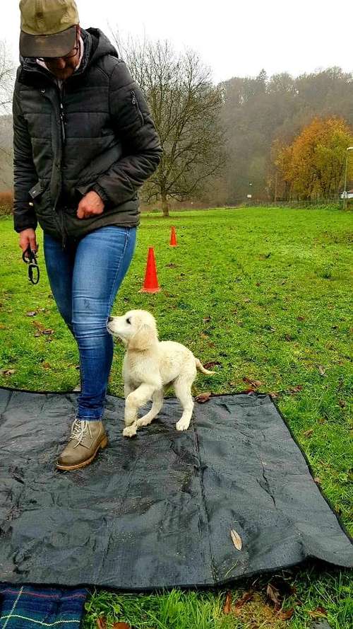 Hundeauslaufgebiet-Hundeschule Retrievertreff Peberg-Bild