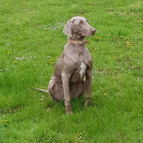Hundeauslaufgebiet-Hundeschule Retrievertreff Peberg-Bild