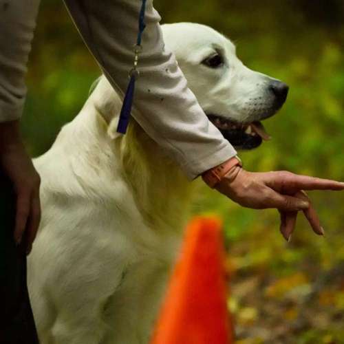 Hundeauslaufgebiet-Hundeschule Retrievertreff Peberg-Bild