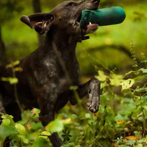 Hundeauslaufgebiet-Hundeschule Retrievertreff Peberg-Bild