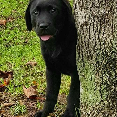 Hundeauslaufgebiet-Hundeschule Retrievertreff Peberg-Bild