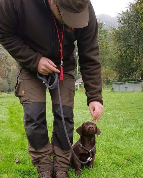 Hundeauslaufgebiet-Hundeschule Retrievertreff Peberg-Bild