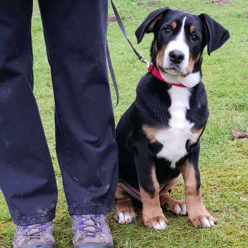 Hundeauslaufgebiet-Hundeschule Retrievertreff Peberg-Bild
