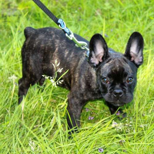 Hundeauslaufgebiet-Hundeschule Retrievertreff Peberg-Bild