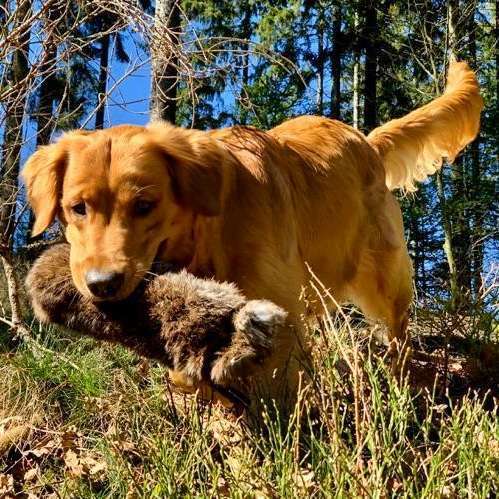 Hundeauslaufgebiet-Hundeschule Retrievertreff Peberg-Bild