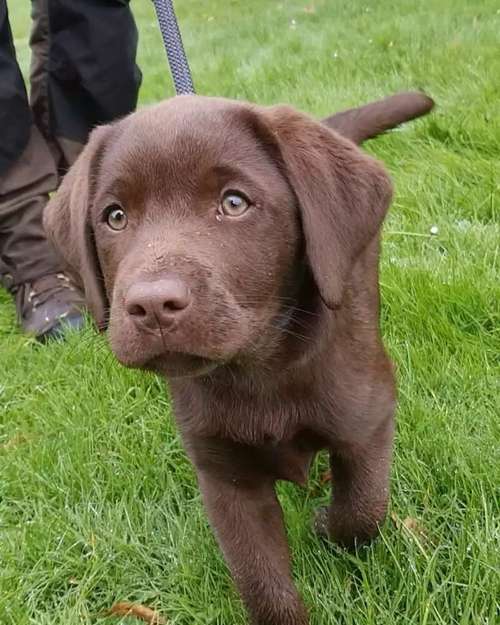 Hundeauslaufgebiet-Hundeschule Retrievertreff Peberg-Bild