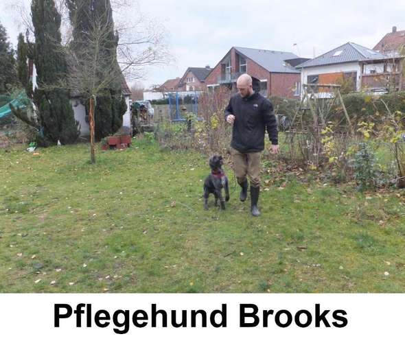 Hundeauslaufgebiet-Fredos Hundecoaching-Bild