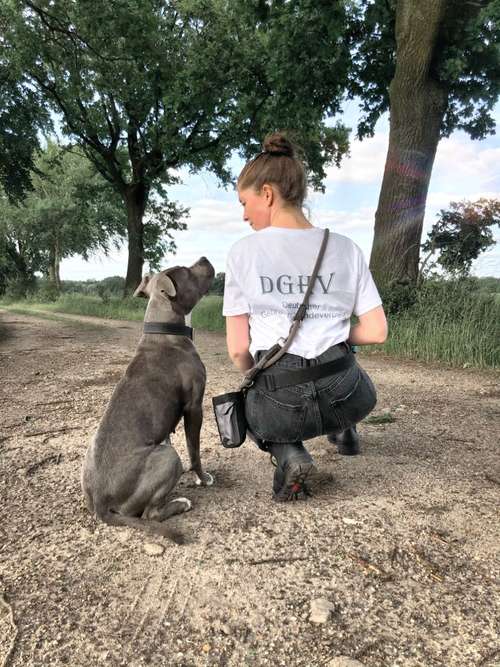 Hundeauslaufgebiet-Powerhouse Dogs-Bild