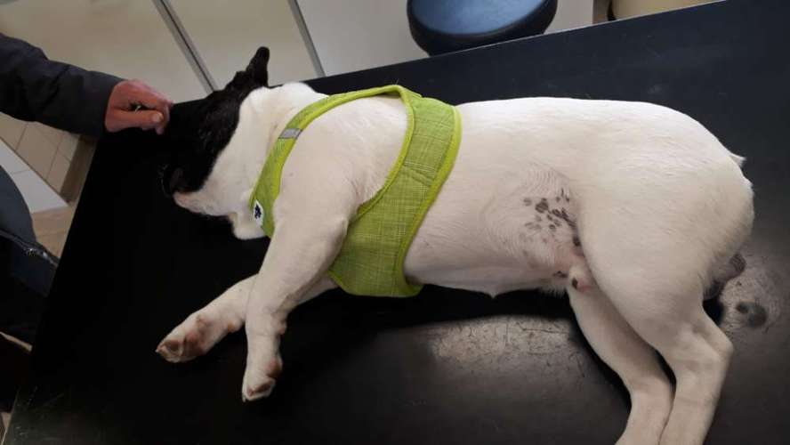 Hundeauslaufgebiet-Dr. med. vet. Georg Maier-Bild