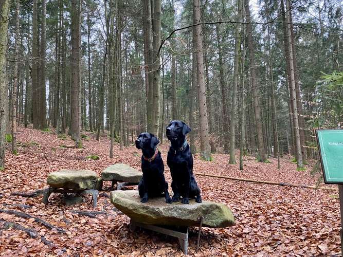 Hundeauslaufgebiet-Hund und Honig-Bild