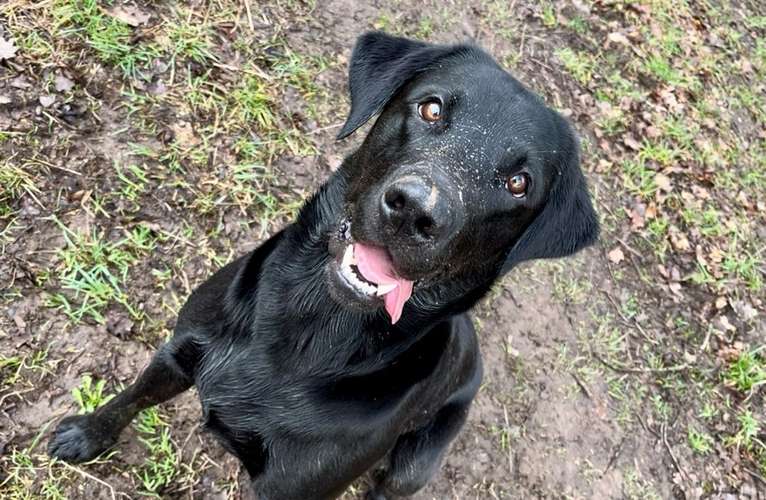 Hundeauslaufgebiet-Hund und Honig-Bild