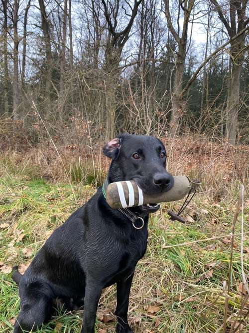 Hundeauslaufgebiet-Hund und Honig-Bild