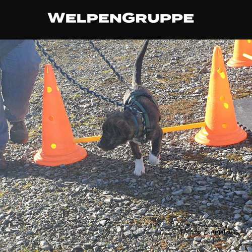 Hundeauslaufgebiet-Mobile Hundeschule Hunde 1x1-Bild