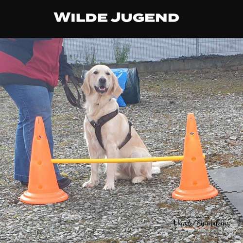 Hundeauslaufgebiet-Mobile Hundeschule Hunde 1x1-Bild