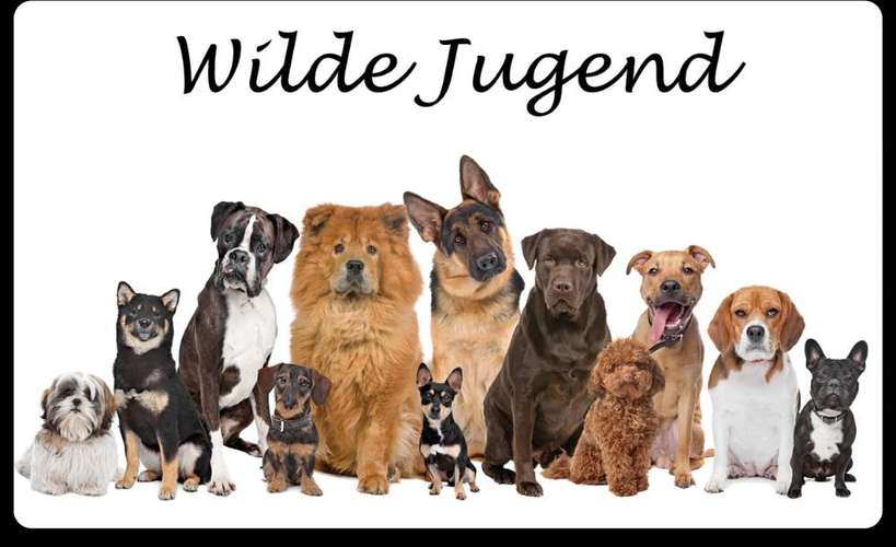 Hundeauslaufgebiet-Mobile Hundeschule Hunde 1x1-Bild