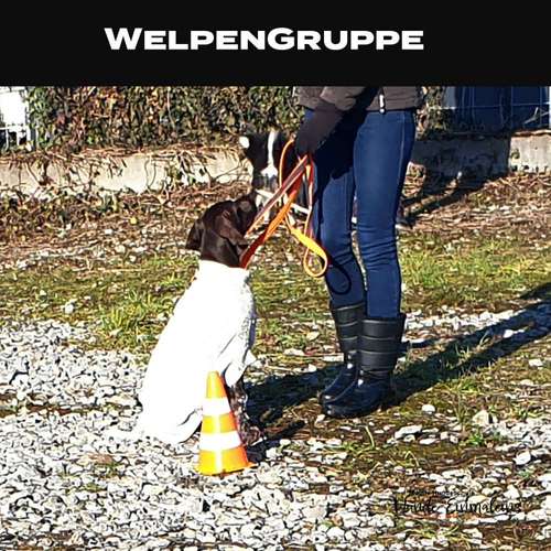 Hundeauslaufgebiet-Mobile Hundeschule Hunde 1x1-Bild