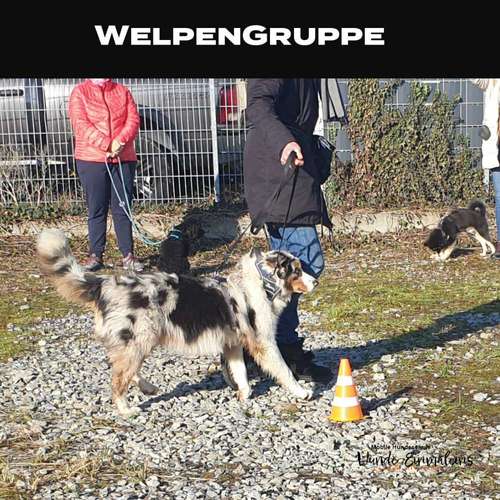 Hundeauslaufgebiet-Mobile Hundeschule Hunde 1x1-Bild