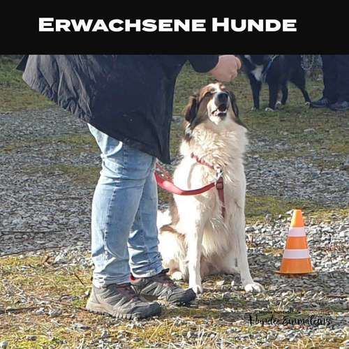 Hundeauslaufgebiet-Mobile Hundeschule Hunde 1x1-Bild