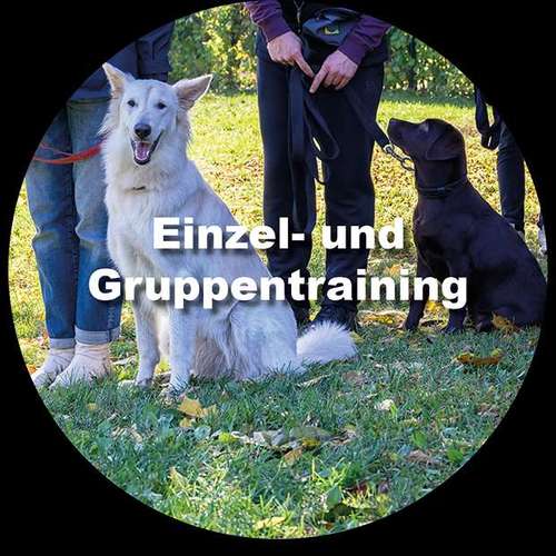 Hundeauslaufgebiet-Mobile Hundeschule Hunde 1x1-Bild