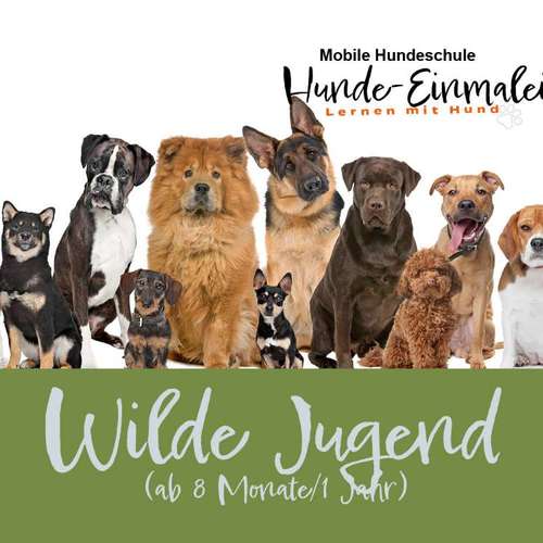 Hundeauslaufgebiet-Mobile Hundeschule Hunde 1x1-Bild
