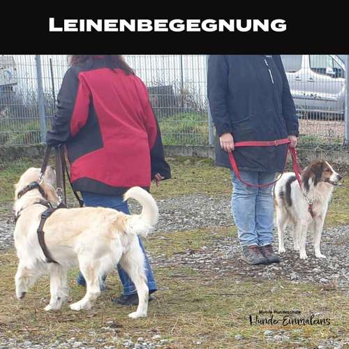 Hundeauslaufgebiet-Mobile Hundeschule Hunde 1x1-Bild