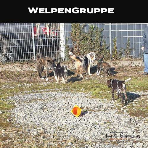 Hundeauslaufgebiet-Mobile Hundeschule Hunde 1x1-Bild