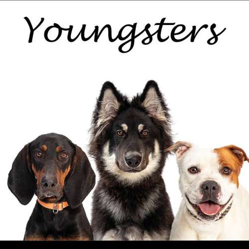 Hundeauslaufgebiet-Mobile Hundeschule Hunde 1x1-Bild