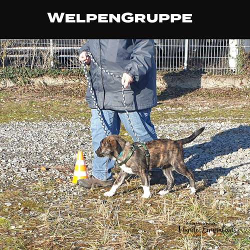 Hundeauslaufgebiet-Mobile Hundeschule Hunde 1x1-Bild