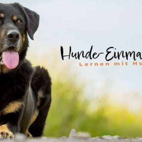 Hundeauslaufgebiet-Mobile Hundeschule Hunde 1x1-Bild