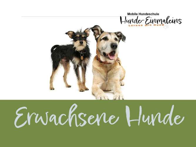 Hundeauslaufgebiet-Mobile Hundeschule Hunde 1x1-Bild