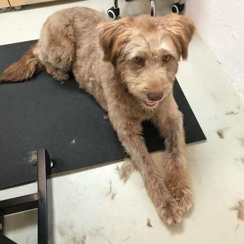 Hundeauslaufgebiet-Hundesalon Bettina Hakansson-Bild