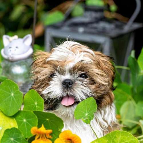 Hundeauslaufgebiet-Hundesalon Bettina Hakansson-Bild