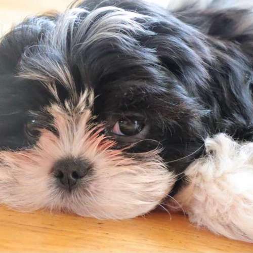 Hundeauslaufgebiet-Hundesalon Bettina Hakansson-Bild