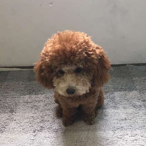 Hundeauslaufgebiet-Hundesalon Bettina Hakansson-Bild