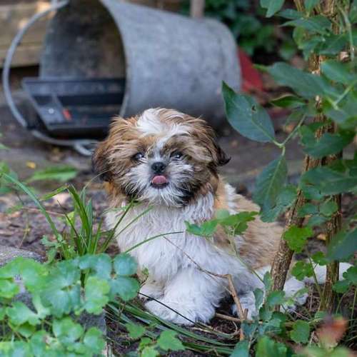 Hundeauslaufgebiet-Hundesalon Bettina Hakansson-Bild