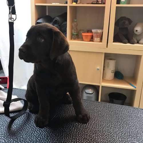 Hundeauslaufgebiet-Hundesalon Bettina Hakansson-Bild