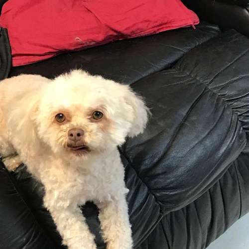 Hundeauslaufgebiet-Hundesalon Bettina Hakansson-Bild