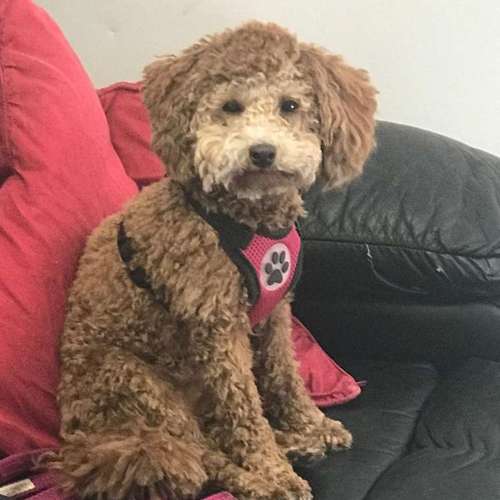 Hundeauslaufgebiet-Hundesalon Bettina Hakansson-Bild