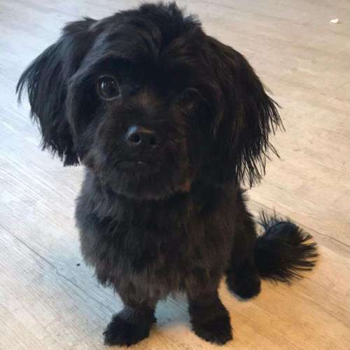 Hundeauslaufgebiet-Hundesalon Bettina Hakansson-Bild