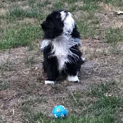 Hundeauslaufgebiet-Hundesalon Bettina Hakansson-Bild