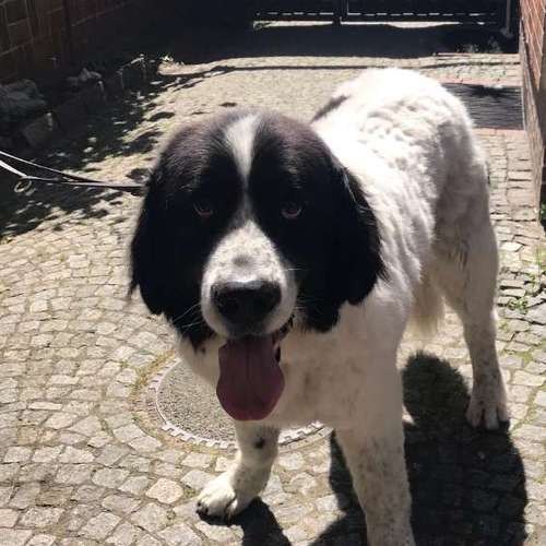 Hundeauslaufgebiet-Hundesalon Bettina Hakansson-Bild