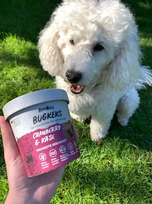 Hundeauslaufgebiet-BugBell GmbH-Bild