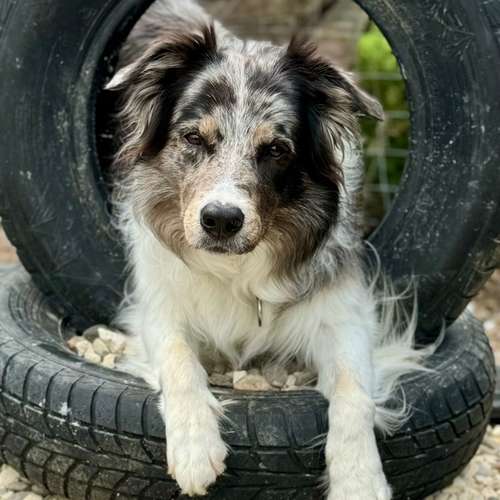 Hundeauslaufgebiet-Hundezentrum Günzburg-Bild