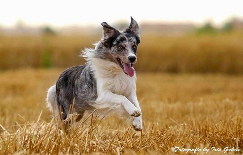 Hundeauslaufgebiet-Hundezentrum Günzburg-Bild