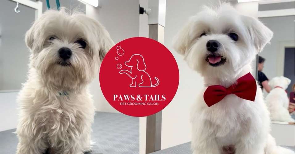 Hundeauslaufgebiet-Paws & Tails-Bild