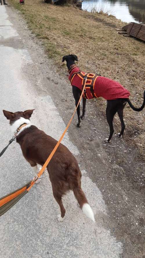 Hundeauslaufgebiet-Hundeschule HappyHund-Bild