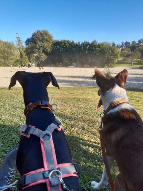 Hundeauslaufgebiet-Hundeschule HappyHund-Bild