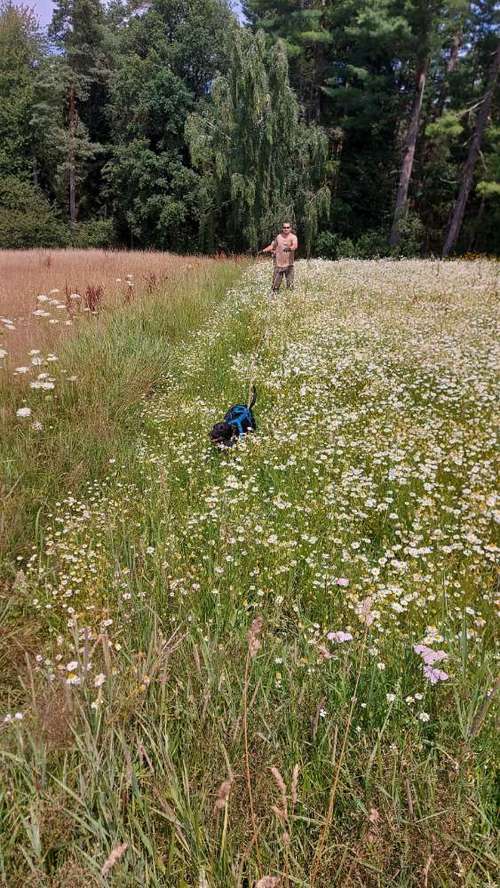 Hundeauslaufgebiet-Hundeschule HappyHund-Bild